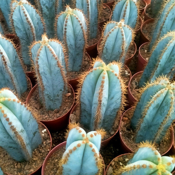 Pilosocereus pachycladus, 10-13cm