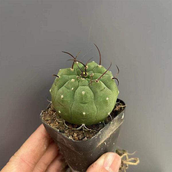 Matucana madisoniorum, 3-4cm