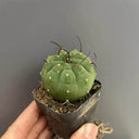 Matucana madisoniorum, 3-4cm