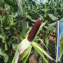'Yu Heitian Nuo 950' Black Corn Seeds, 100g