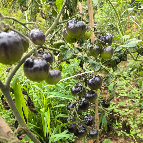 Black Jiaozi Tomato, 200 Seeds