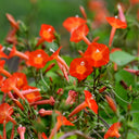 Hezhichun Cardinal Climber Seeds, 1g