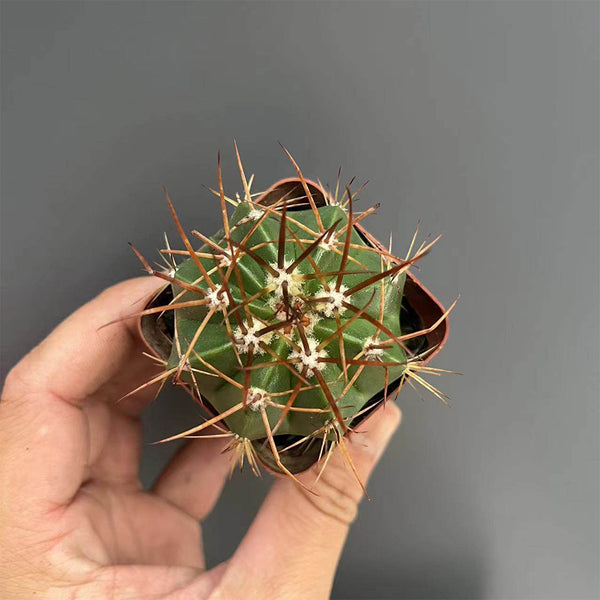 Melocactus amoenus, 3-4cm