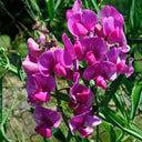 Tall Sweet Pea, Rose Red