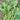 Small-Leaf Crown Daisy, 1000 Seeds