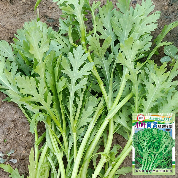 Small-Leaf Crown Daisy, 1000 Seeds