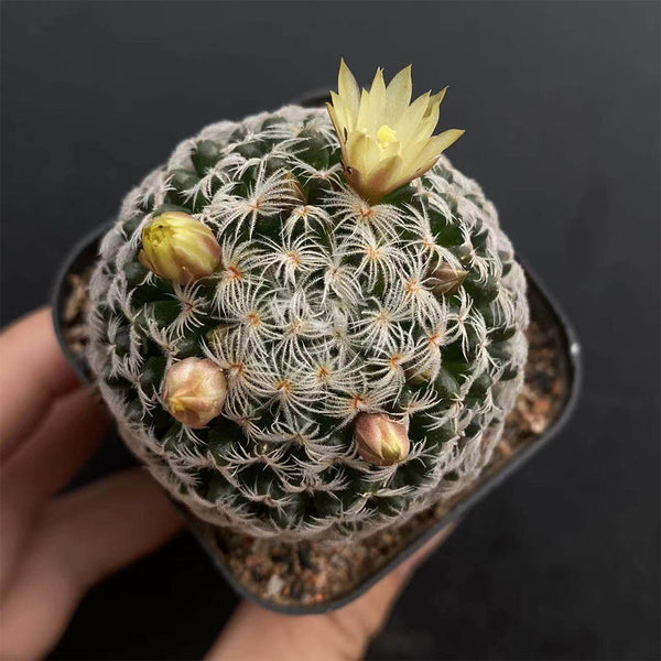 Mammillaria duwei, 3-4cm