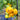 548 Sean's Yellow Dwarf Tomato, 5 Seeds