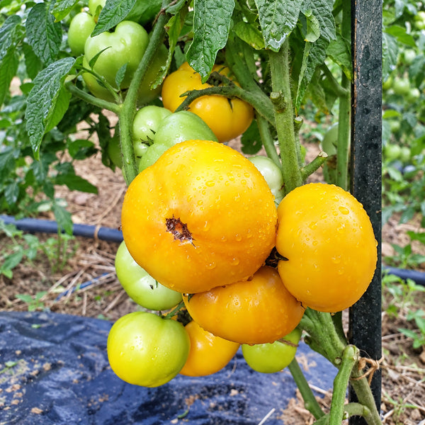 548 Sean's Yellow Dwarf Tomato, 5 Seeds