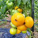 548 Sean's Yellow Dwarf Tomato, 5 Seeds