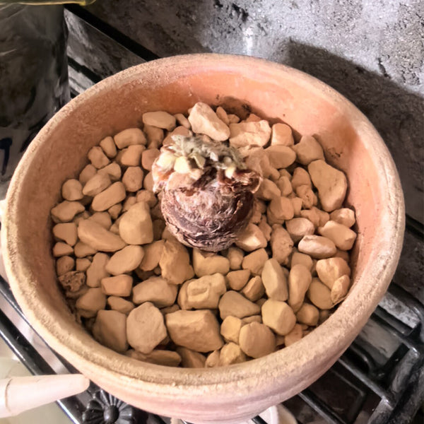 TD002 Pelargonium appendiculatum, 1 Dormant Tuber