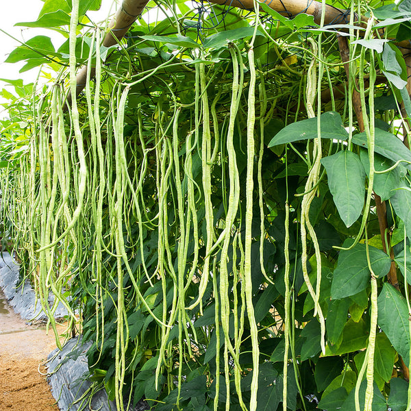 'Zhuzai' Thick-fleshed Sweet Long Bean Seeds, 20g
