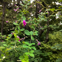 Bush Clover, 200 Seeds