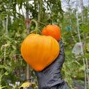 'Lyuba's Heart' Tomato Seeds, 5 Seeds