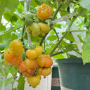 Dean's Chickie Cherry Tomato Seeds, 5 Seeds