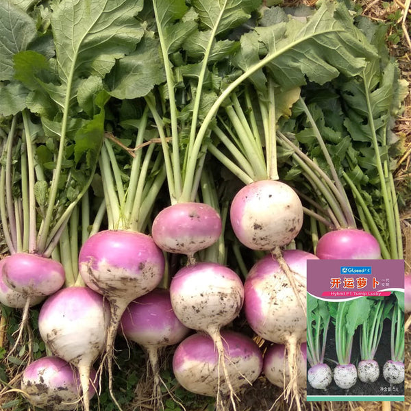 'Lucky' F1 Hybrid Turnip Seeds, 5g