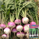 'Lucky' F1 Hybrid Turnip Seeds, 5g
