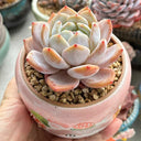 Echeveria cv. 'Starlight Orange', 3pcs x 1-head