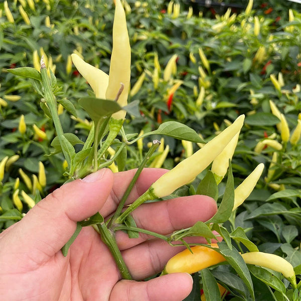 Small Chili Pepper Seeds, 50 Seeds