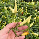 Small Chili Pepper Seeds, 50 Seeds
