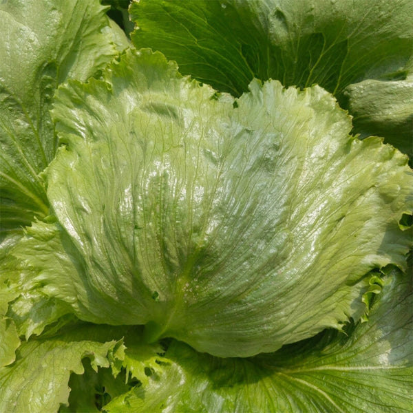 Emerald Crisp' Lettuce Seeds, 10g