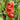 Red Peter Pepper, 10 ~ 20 Seeds