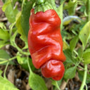 Red Peter Pepper, 10 ~ 20 Seeds