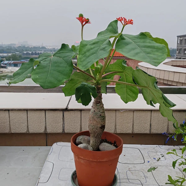 Buddha Belly Plant, 5 Seeds