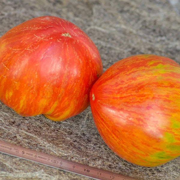 Kozula 151/1 Tomato, 5 Seeds
