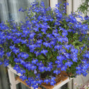 Blue-Purple Lobelia, 1g