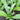 Nongyan Pointed-Leaf Romaine Lettuce Seeds, 10g