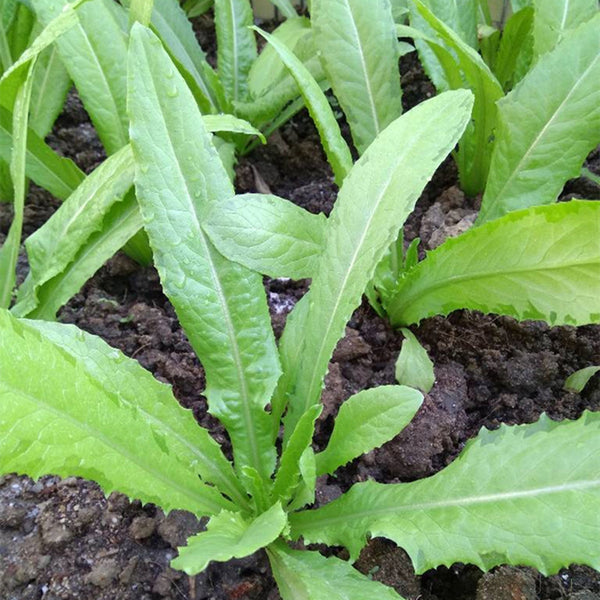 Nongyan Pointed-Leaf Romaine Lettuce Seeds, 10g