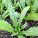 Nongyan Pointed-Leaf Romaine Lettuce Seeds, 10g