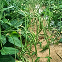 Zhengjiang Dwarf Bush Yardlong Bean Seeds, 30 Grams ≈ 180 Seeds