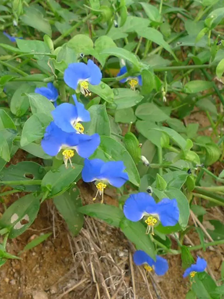 Asiatic Dayflower