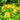 Greater Celandine, 500 Seeds