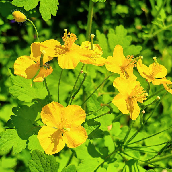 Greater Celandine, 500 Seeds
