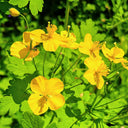Greater Celandine, 500 Seeds