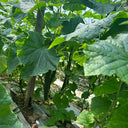 Boya 533 Cucumber, 50 Seeds