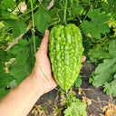 'Kainong Chunbao' Bitter Gourd Seeds, 50 Seeds