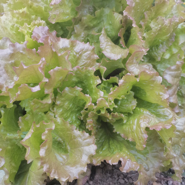 Purple Red Lettuce Seeds, 5g
