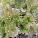 Purple Red Lettuce Seeds, 5g