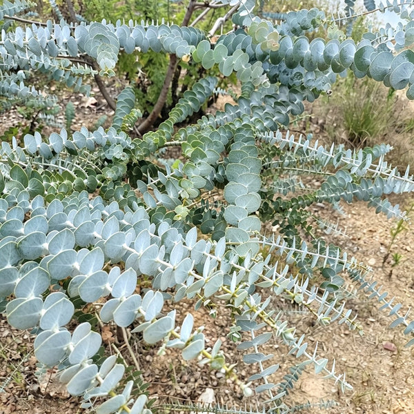Small Coin Leaf Eucalyptus, 200 Seeds
