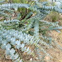 Small Coin Leaf Eucalyptus, 200 Seeds