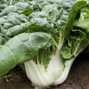 Fresh Sweet Bok Choy Seeds, 10g