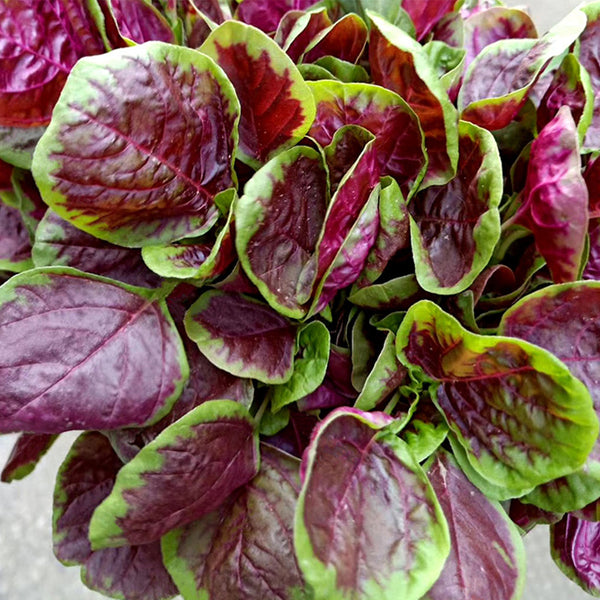 Red-Green Round-leaf Amaranth Seeds, 50g