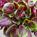 Red-Green Round-leaf Amaranth Seeds, 50g
