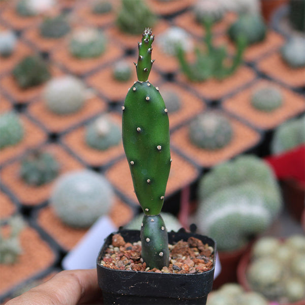 Opuntia debreczyi 'Little Clay Figure', 4-6cm