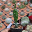 Opuntia debreczyi 'Little Clay Figure', 4-6cm