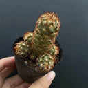 Mammillaria elongata, 5-8cm